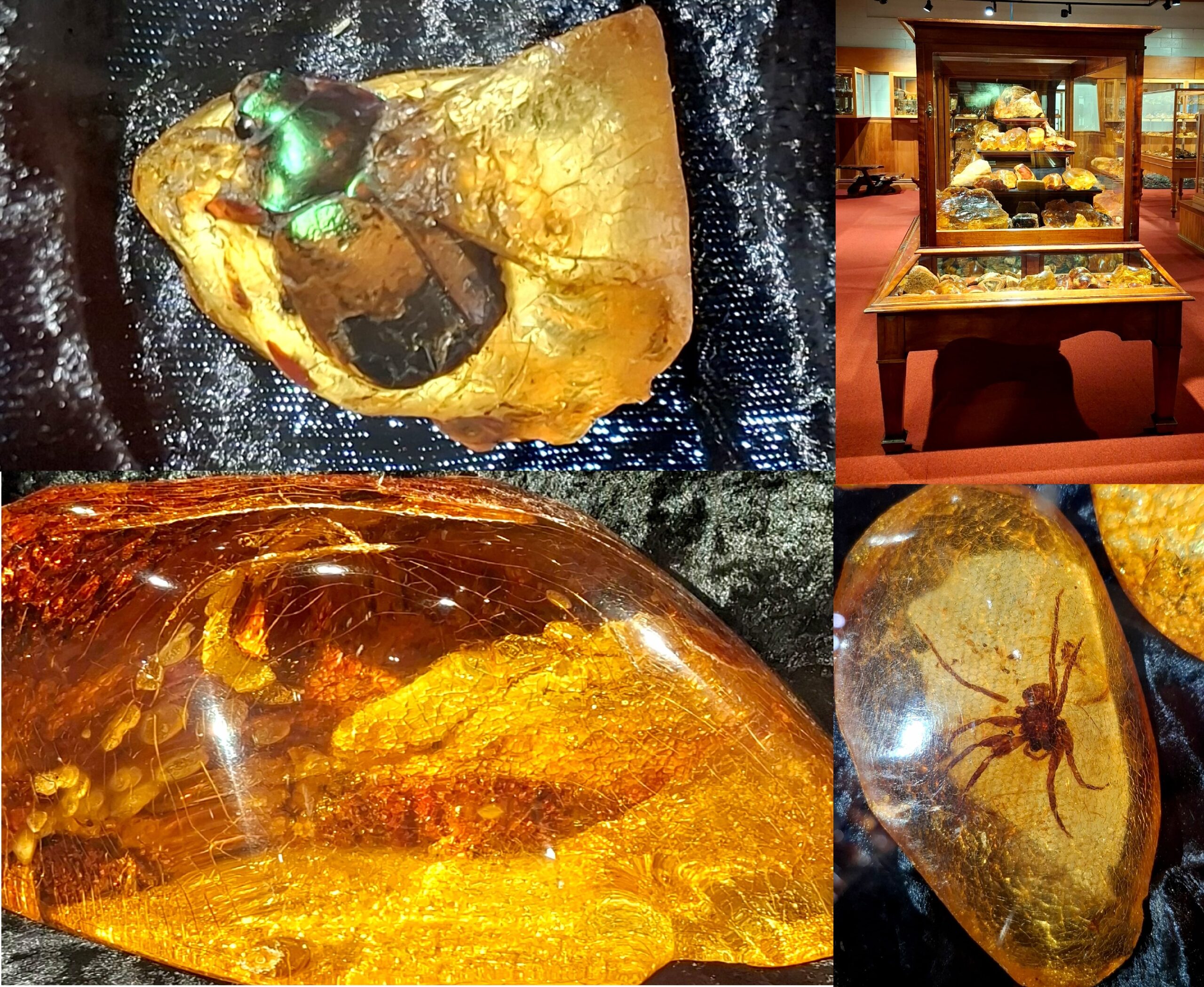 "Gum" van de Kauri boom, Nieuw-Zeeland