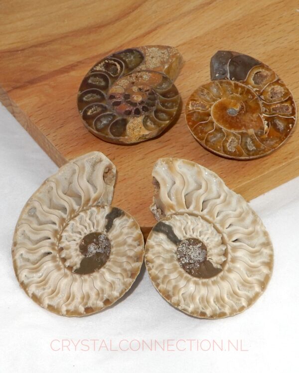 ammoniet-aangeslepen-groot Ammoniet geslepen