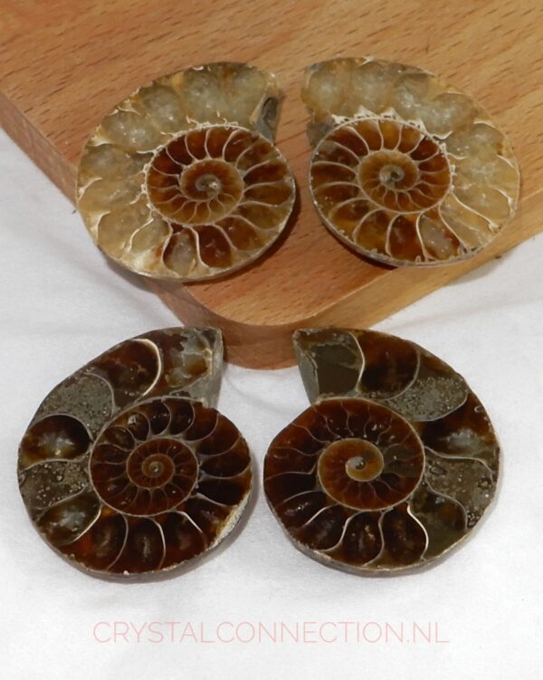 ammoniet-aangeslepen-klein Ammoniet geslepen