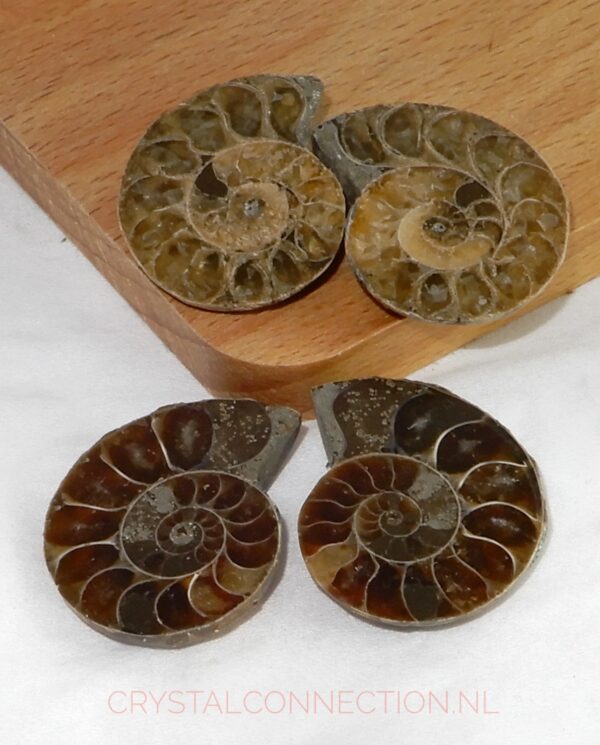 ammoniet-aangeslepen-middel Ammoniet geslepen