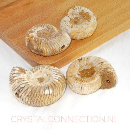 ammoniet-doorboorde-hanger-1 Ammoniet doorboorde hanger