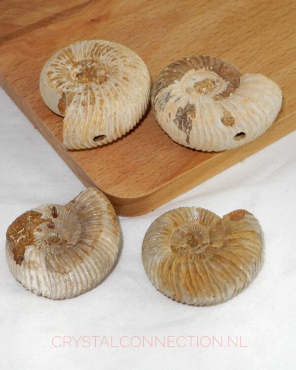 ammoniet-doorboorde-hanger Ammoniet doorboorde hanger