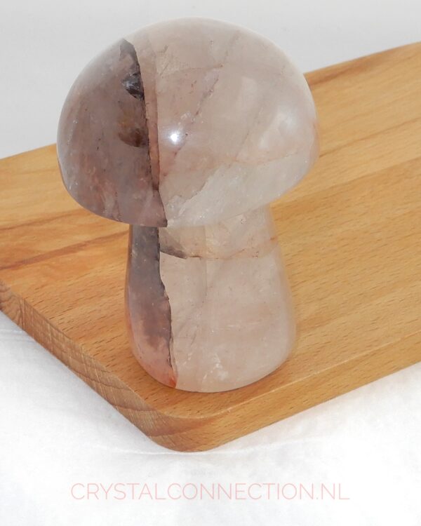 golden-healer-paddenstoel-staand-29.50 Golden Healer paddenstoel