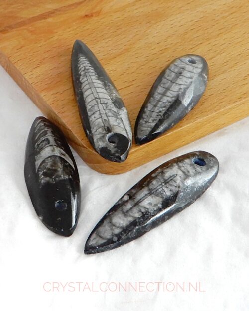 Orthoceras doorboorde hanger