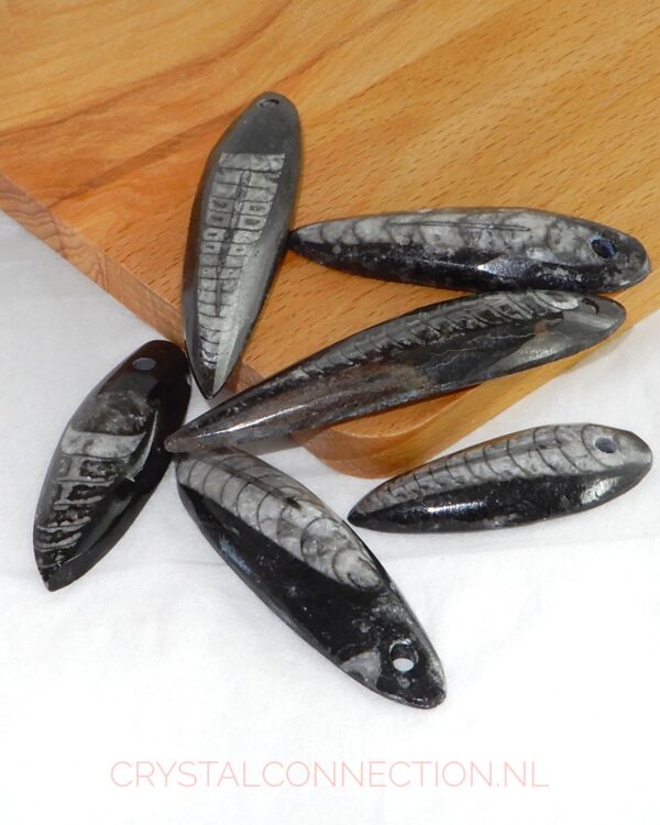 orthoceras-doorboorde-hanger Orthoceras doorboorde hanger