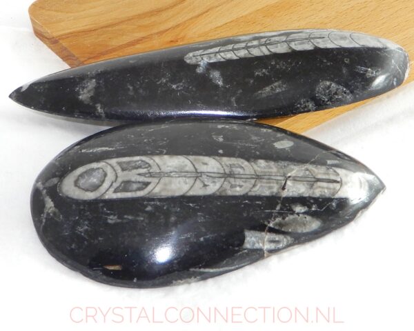 orthoceras-geslepen-10-14cm Orthoceras geslepen fossiel