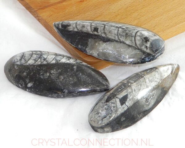 orthoceras-geslepen-6-10cm Orthoceras geslepen fossiel