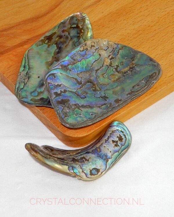 paua-schelp-groot Paua schelp stukje