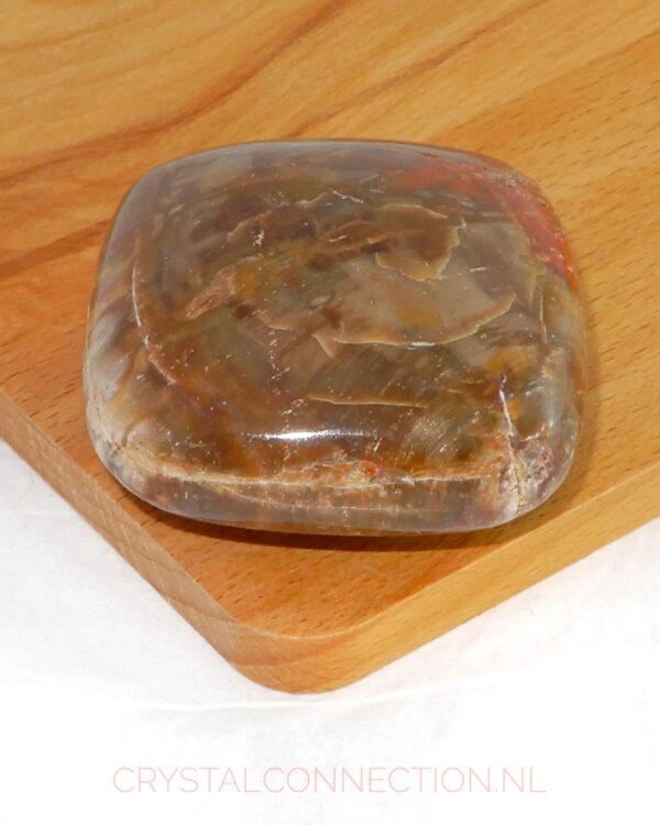 Versteend hout kussensteen