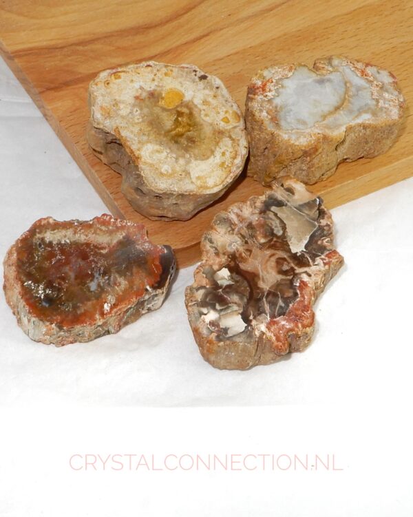 versteend-hout-ruw-middel Versteend hout ruw