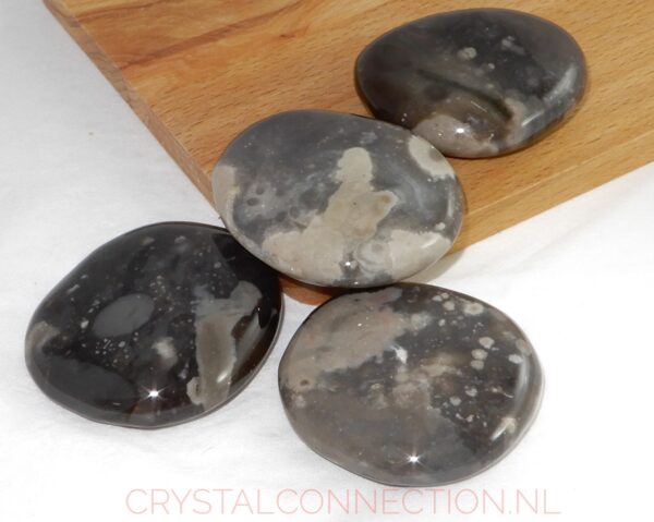 versteend-hout-schijfsteen Versteend hout trommelsteen