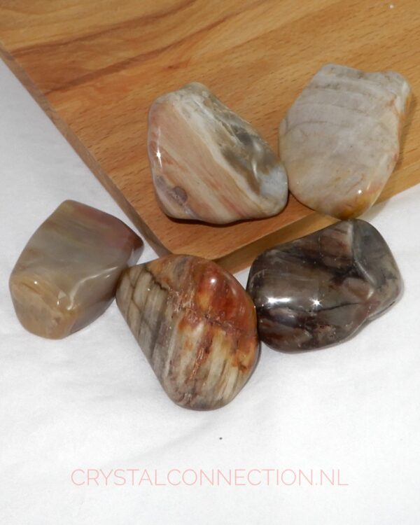 versteend-hout-trommelsteen-middel Versteend hout trommelsteen