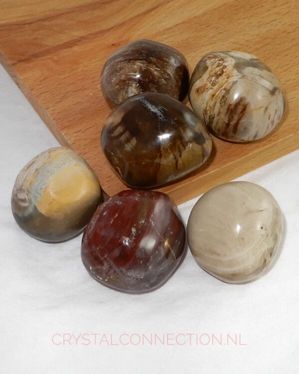 versteens-hout-trommelsteen-rond-middel Versteend hout trommelsteen