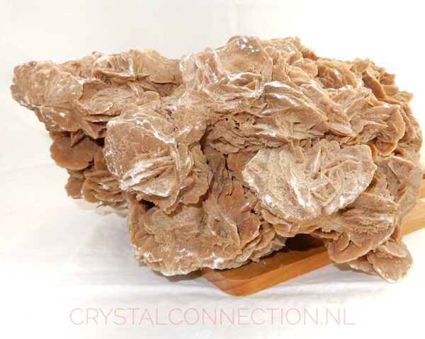 woestijnroos-ruw-no2-249.00-achterkant-scaled Woestijnroos ruw